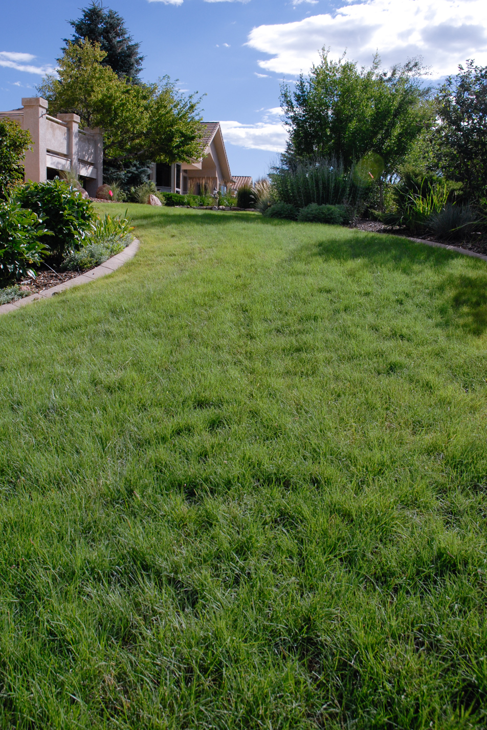 Blue Grama Conversion